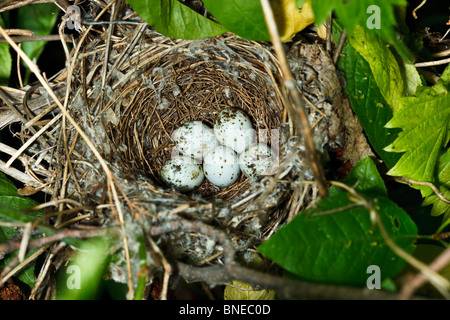 Das Nest fo Lesser Whitethroat (Sylvia Curruca) im wilden Hop Fluss. Stockfoto