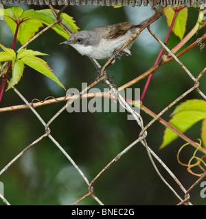 Lesser Whitethroat (Sylvia Curruca) in der Natur. Stockfoto