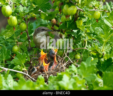 Das Nest der Lesser Whitethroat (Sylvia Curruca) in Stachelbeere Busch. Stockfoto