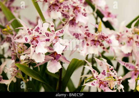 Beallara "Peggy Ruth Carpenter' in Blüte Stockfoto