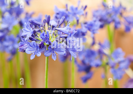 Agapanthus 'Windlebrook' in Blüte Stockfoto