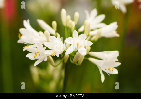 Agapanthus Praecox Subsp Zip 'Albus' in Blüte Stockfoto