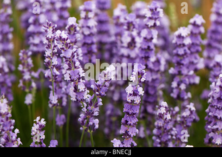 Lavandula x intermedia 'Sussex' in Blüte Stockfoto