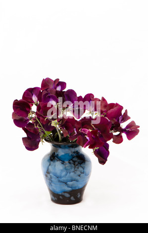 Sweet Pea "Beajolas" in blauer Keramik vase Stockfoto