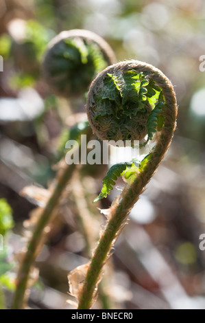 Nahaufnahme einer jungen Curling schießen eines Wald Farns Vorfrühling Stockfoto