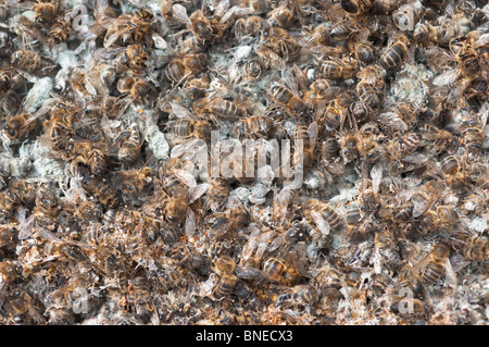 Tot und verschimmelte Honigbienen, über winter Kolonie Verlust Stockfoto