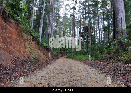 Eine Schotterstraße windet sich durch den Wald. Stockfoto