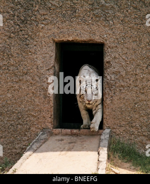 Weiße Tiger, die sich aus dem Tor im Chattbir Zoo, Chandigarh, Indien Stockfoto