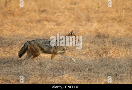 Ein Goldschakal laufen in Bandhavgarh National Park, Indien Stockfoto