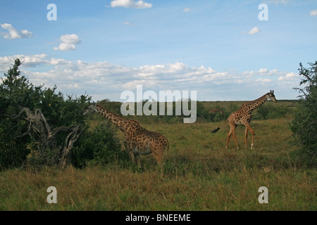 Zwei Masai-Giraffen grasen Akazienblätter in Masai Mara National Reserve, Kenia, Ostafrika Stockfoto