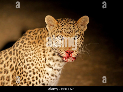 Ein Leopard mit Blut verschmiert Gesicht Essen seine Beute in der Nähe von einem abgelegenen Dorf in Rajasthan, Indien Stockfoto