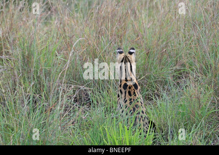 Ein Serval auf der Suche nach Beute im Grasland von Masai Mara National Reserve, Kenia, Ostafrika Stockfoto