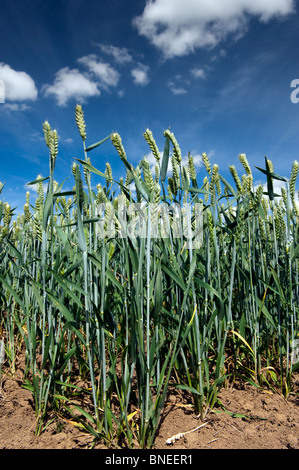 Weizenernte in Sommersonne heranreift. North Yorkshire Stockfoto