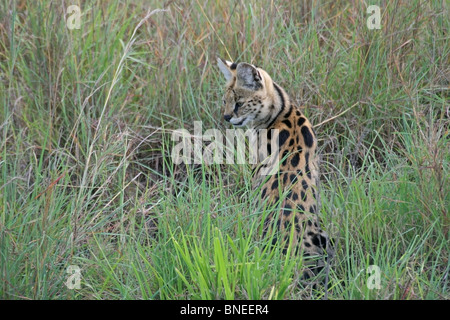 Ein Serval auf der Suche nach Beute im Grasland von Masai Mara National Reserve, Kenia, Ostafrika Stockfoto