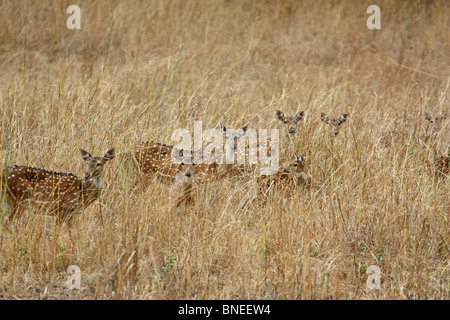 Eine Herde von gefleckte Rehe nachschlagen beim Weiden im Grasland von Bandhavgarh National Park, Indien Stockfoto