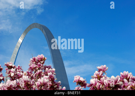 St. Louis Gateway Arch mit blühenden Magnolie im Vordergrund und blauer Himmel. Stockfoto