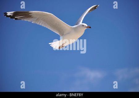 Eine weiße Möwe im Flug vor einem strahlend blauen Himmel. Stockfoto