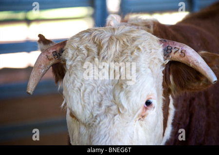Rinder mit LBJ Marken in ihr Horn im historischen Park LBJ und Ranch Johnson City, Hill Country, Texas, USA Stockfoto