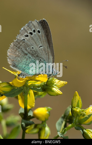 Blau grün-Unterseite (Glaucopsyche Alexis) Stockfoto