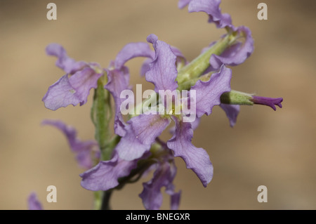 Berg-Lager (Matthiola Fruticulosa) Stockfoto