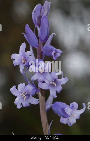 Bluebell (Hyacinthoides non-Scripta) Stockfoto