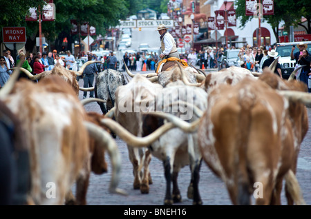 Herding Longhorns aus Stockyards Straßen von Fort Worth In North Texas Cowboys Stockfoto