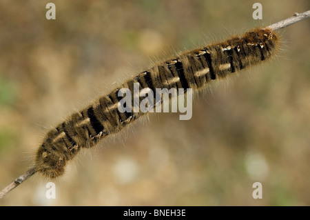 Eiche Eggar Raupe (Lasiocampa Quercus) Stockfoto