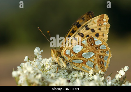 Königin von Spanien Fritillary (Issoria Lathonia) Stockfoto
