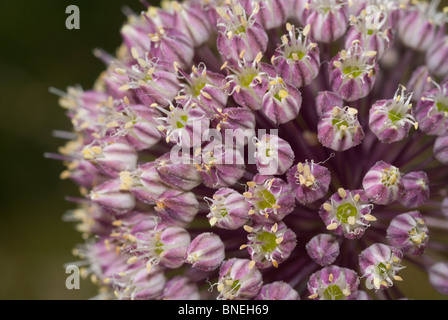 Laubbäume wilder Lauch (Allium Ampeloprasum) Stockfoto