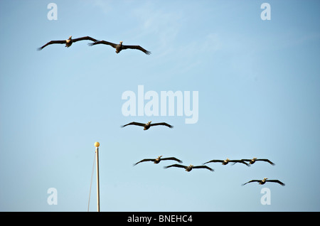 Pelikan-Formation im Flug Galveston, Texas, Nordamerika, USA Stockfoto