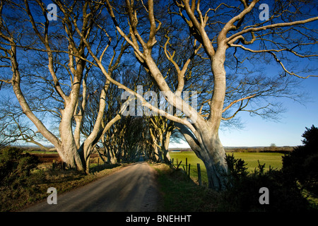 Dunkle Hecken Bregagh Road County Antrim-Nordirland Stockfoto