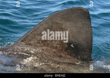 Riesenhai in der Nähe von Skerryvore Leuchtturm (11 Meilen SW von Tiree), Atlantik, Schottland Stockfoto