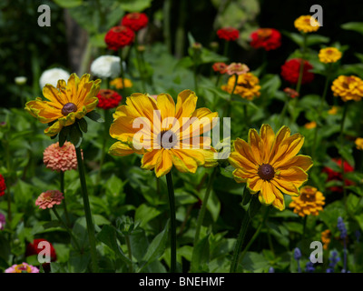 Einzelheiten der Helianthus im Blumengarten am Bouges hautnah Stockfoto