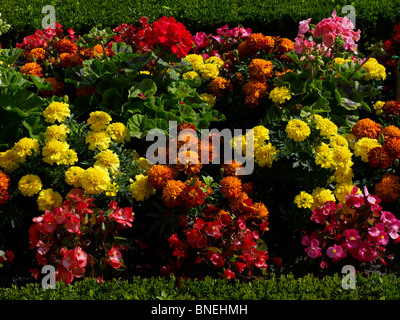Detail der Begonien und französische Ringelblumen im Blumengarten am Bouges hautnah Stockfoto