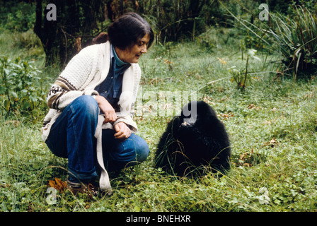 Dian Fossey mit Baby Gorilla war ein US-amerikanischer Zoologe, der eine umfassende Studie in Ruanda Afrika unternahm Stockfoto