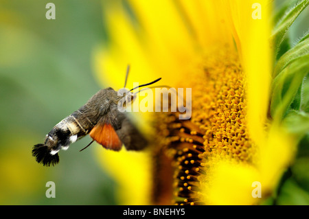 Eine Kolibri Falke-Motte nimmt Nahrung Stockfoto