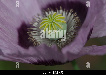 Nahaufnahme von Mohn Kopf in Blüte Stockfoto