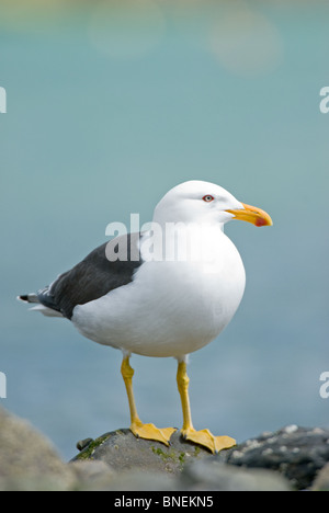 Südlichen schwarz-unterstützte Möve Larus dominicanus Stockfoto