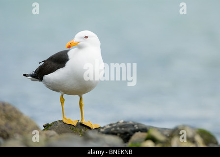 Südlichen schwarz-unterstützte Möve Larus dominicanus Stockfoto