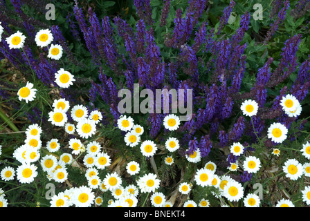 Gänseblümchen und Salvias Kew Surrey England UK Stockfoto