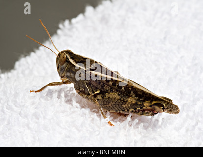 Ein gemeinsames Feld Grasshopper hocken auf einem weißen Handtuch auf eine spanische Villa Costa Brava Catalonia Spanien Espana Stockfoto