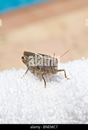 Ein gemeinsames Feld Grasshopper hocken auf einem weißen Handtuch auf eine spanische Villa Costa Brava Catalonia Spanien Espana Stockfoto