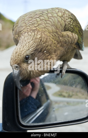 Kea Nestor notabilis Stockfoto