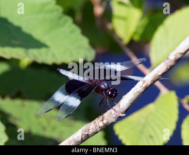 Eine bunte bunte Anisoptera (Disambigusierung) Libelle auf einem Stiel. Stockfoto