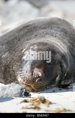 New Zealand Seebär Arctocephalus forsteri Stockfoto