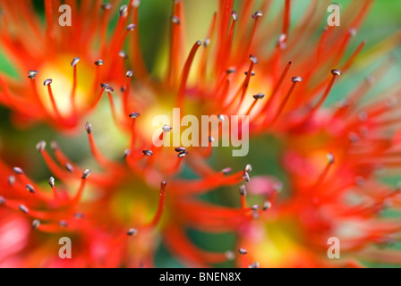 Pohutukawa Baum Metrosideros excelsa Stockfoto