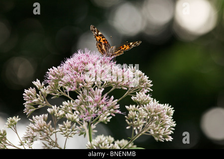 Amerikanischer Distelfalter Schmetterling (Vanessa Virginiensis) auf Joe Pye Weed (Eutrochium spp.) Blumen. Stockfoto