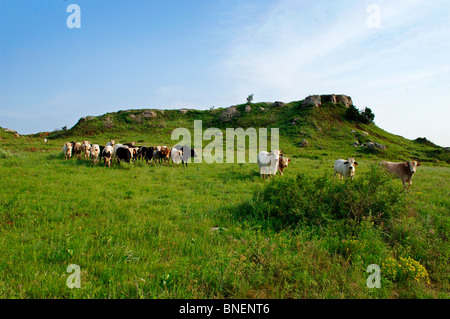 US-Kernland umfasst, "Farmscapes", Ranchland, staubige Straßen, Rasen landet, Rinder, Pferde, rotem Lehm, roten Schmutz und verwüsteten Gebiete Stockfoto