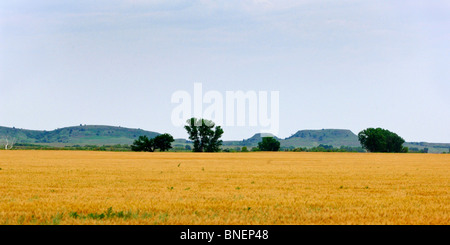 US-Kernland umfasst, "Farmscapes", Ranchland, staubige Straßen, Rasen landet, Rinder, Pferde, rotem Lehm, roten Schmutz und verwüsteten Gebiete Stockfoto