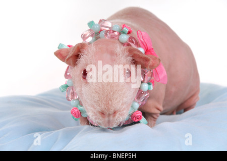 Skinny Meerschweinchen sitzen auf einem Kissen Stockfoto